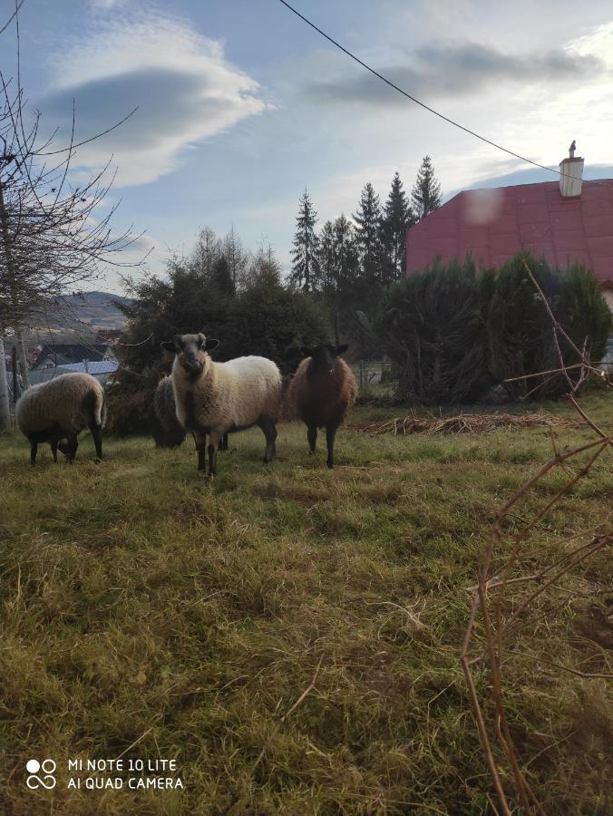 Ferienwohnung Gromadzyniowka-Pod Czarnym Kogutem Ustrzyki Dolne Exterior foto
